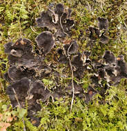 Image of Evans' felt lichen