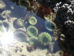 Image of giant green anemone