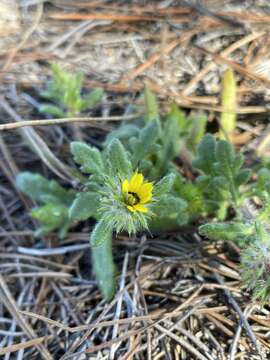 Image of Gorteria personata L.