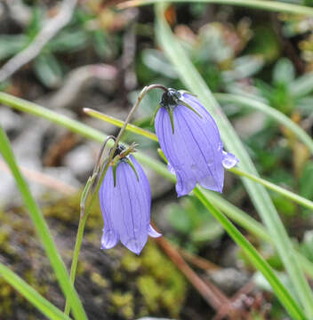 Image of Campanula cespitosa Scop.