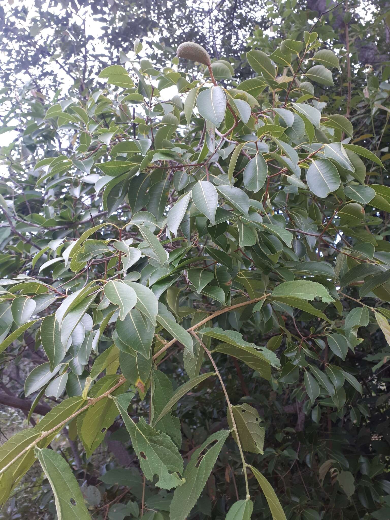 Image of Horn-pod tree