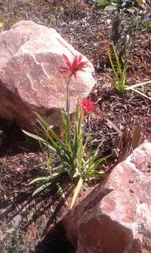 Image of Freesia grandiflora subsp. grandiflora