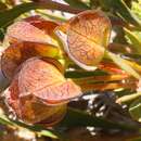 Image of Daviesia alternifolia Endl.