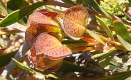 Imagem de Daviesia alternifolia Endl.