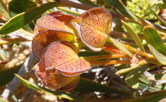 Image of Daviesia alternifolia Endl.