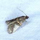 Acrobasis encaustella Ragonot 1893 resmi