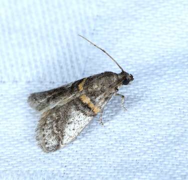 Image of Acrobasis encaustella Ragonot 1893