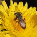 Image of Andrena isis Schmiedeknecht 1900