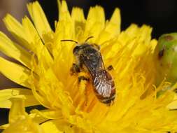 Image of Andrena isis Schmiedeknecht 1900