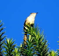 Image of Araucaria Tit-Spinetail