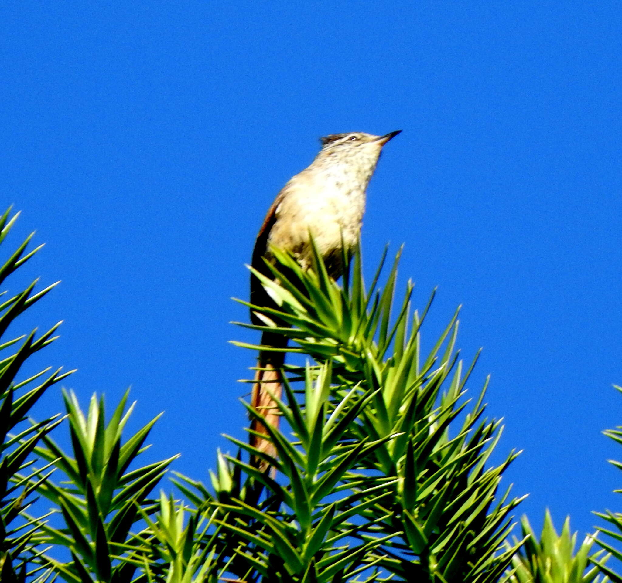 Image of Araucaria Tit-Spinetail