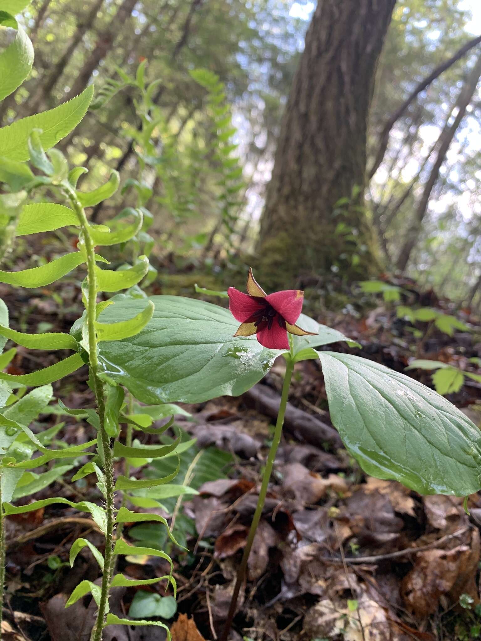 Imagem de Trillium sulcatum T. S. Patrick