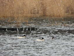 Image de Mergus merganser merganser Linnaeus 1758