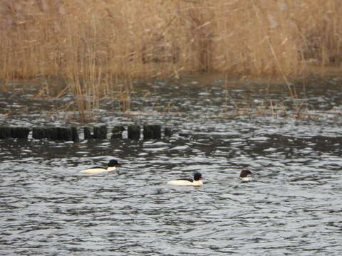 Image of Mergus merganser merganser Linnaeus 1758