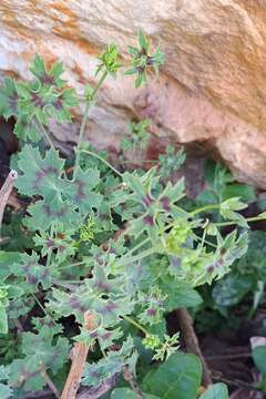 Image of Pelargonium grandiflorum (Andr.) Willd.