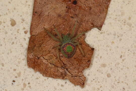 Image of Araneus circulissparsus (Keyserling 1887)