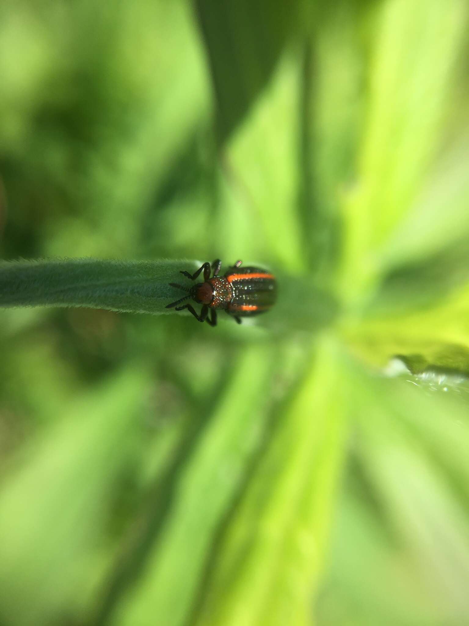 Image of Goldenrod Leaf Miner