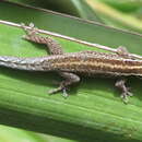 Lygodactylus tsavoensis Malonza, Bauer, Granthon, Williams & Wojnowski 2019的圖片