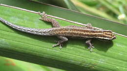 Image of Lygodactylus tsavoensis Malonza, Bauer, Granthon, Williams & Wojnowski 2019