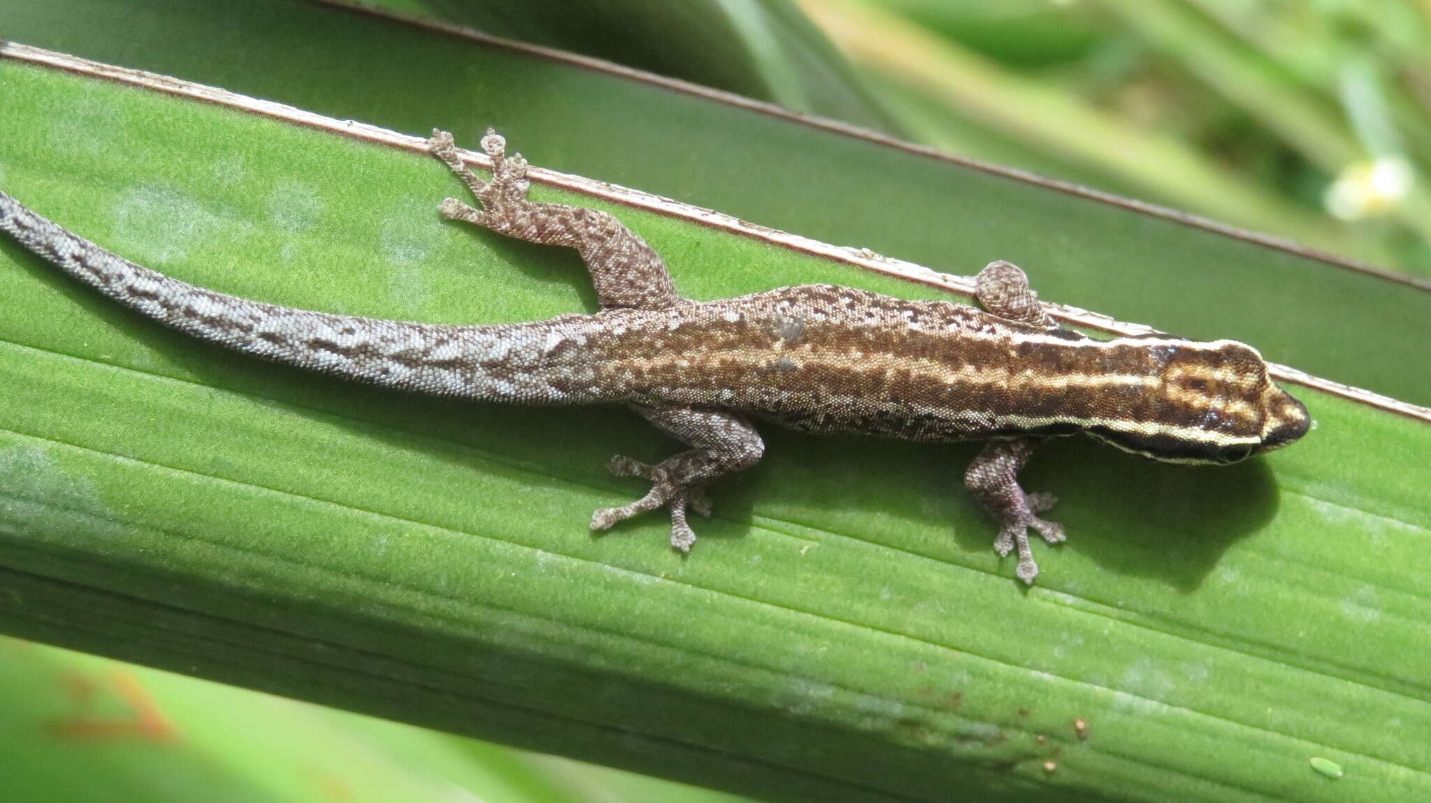 Image of Lygodactylus tsavoensis Malonza, Bauer, Granthon, Williams & Wojnowski 2019