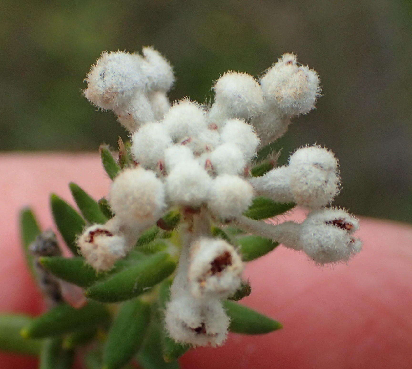 Image of Phylica axillaris var. hirsuta Sond.
