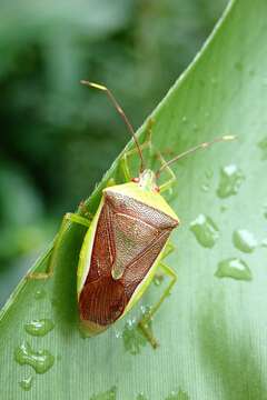 Image of <i>Neojurtina typica</i> Distant 1921