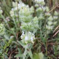 Imagem de Sideritis hirsuta L.