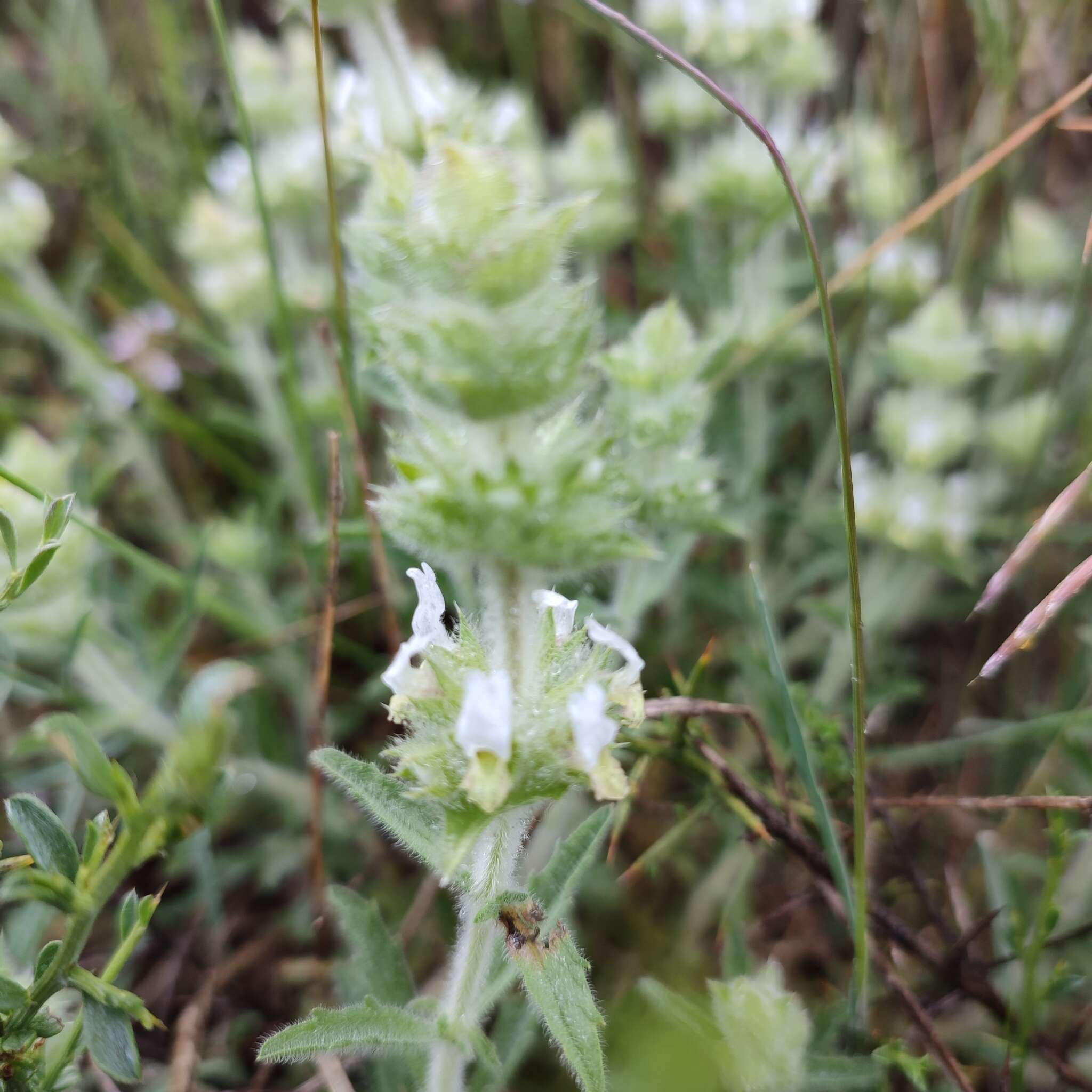 Image of Sideritis hirsuta L.