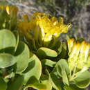 Image of Pteronia divaricata (Berg.) Less.