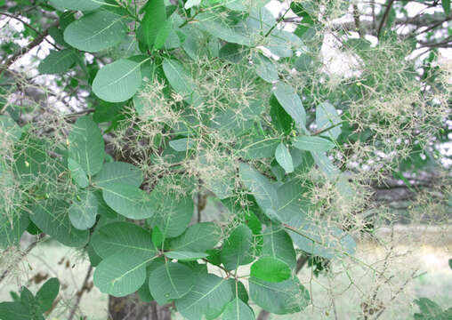 Imagem de Cotinus obovatus Raf.