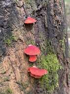 Image of Cinnabar oysterling