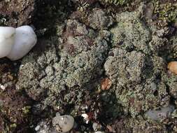 Image of granular trapeliopsis lichen