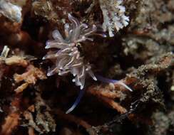 Imagem de Phyllodesmium opalescens Rudman 1991