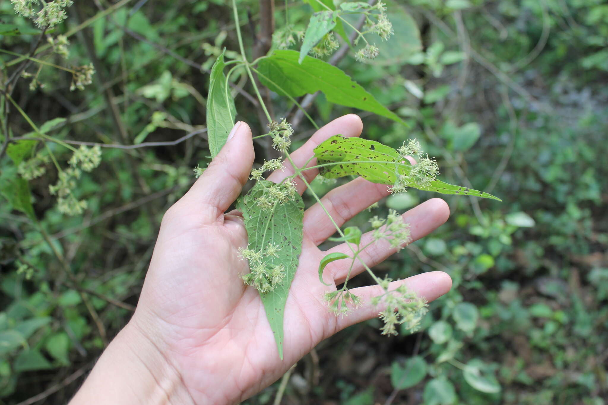 Image of Koanophyllon longifolia (B. L. Rob.) R. King & H. Rob.