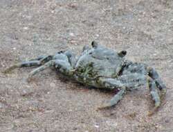 Image of Grapsus fourmanoiri Crosnier 1965