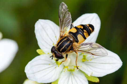 صورة Helophilus neoaffinis Fluke 1949