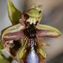 Слика од Ophrys speculum subsp. regis-ferdinandii (Acht. & Kellerer ex Renz) Soó