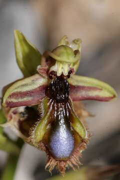 Image of Ophrys speculum subsp. regis-ferdinandii (Acht. & Kellerer ex Renz) Soó