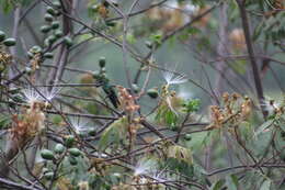 Image of Indigo-capped Hummingbird