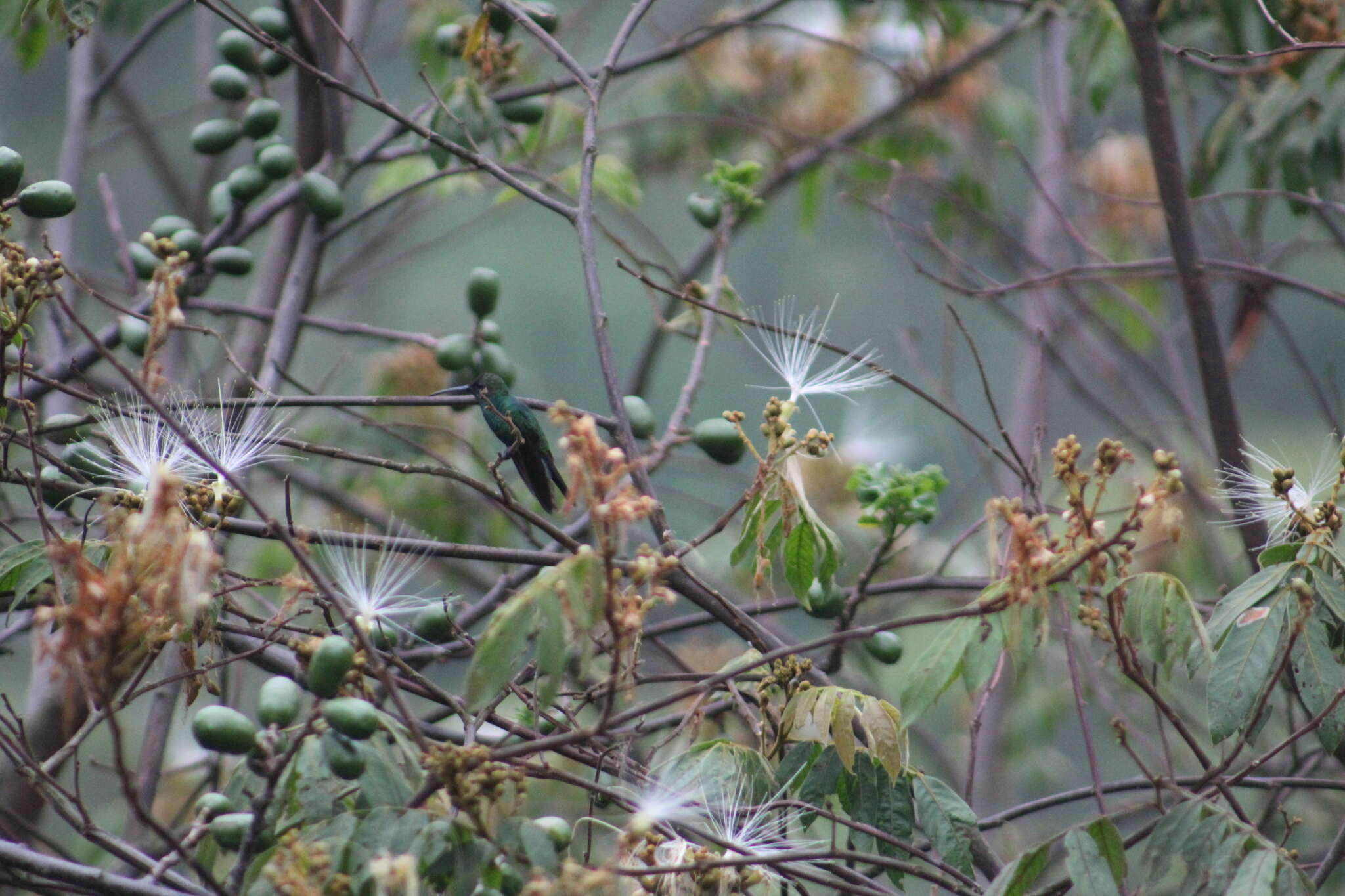 Image of Indigo-capped Hummingbird