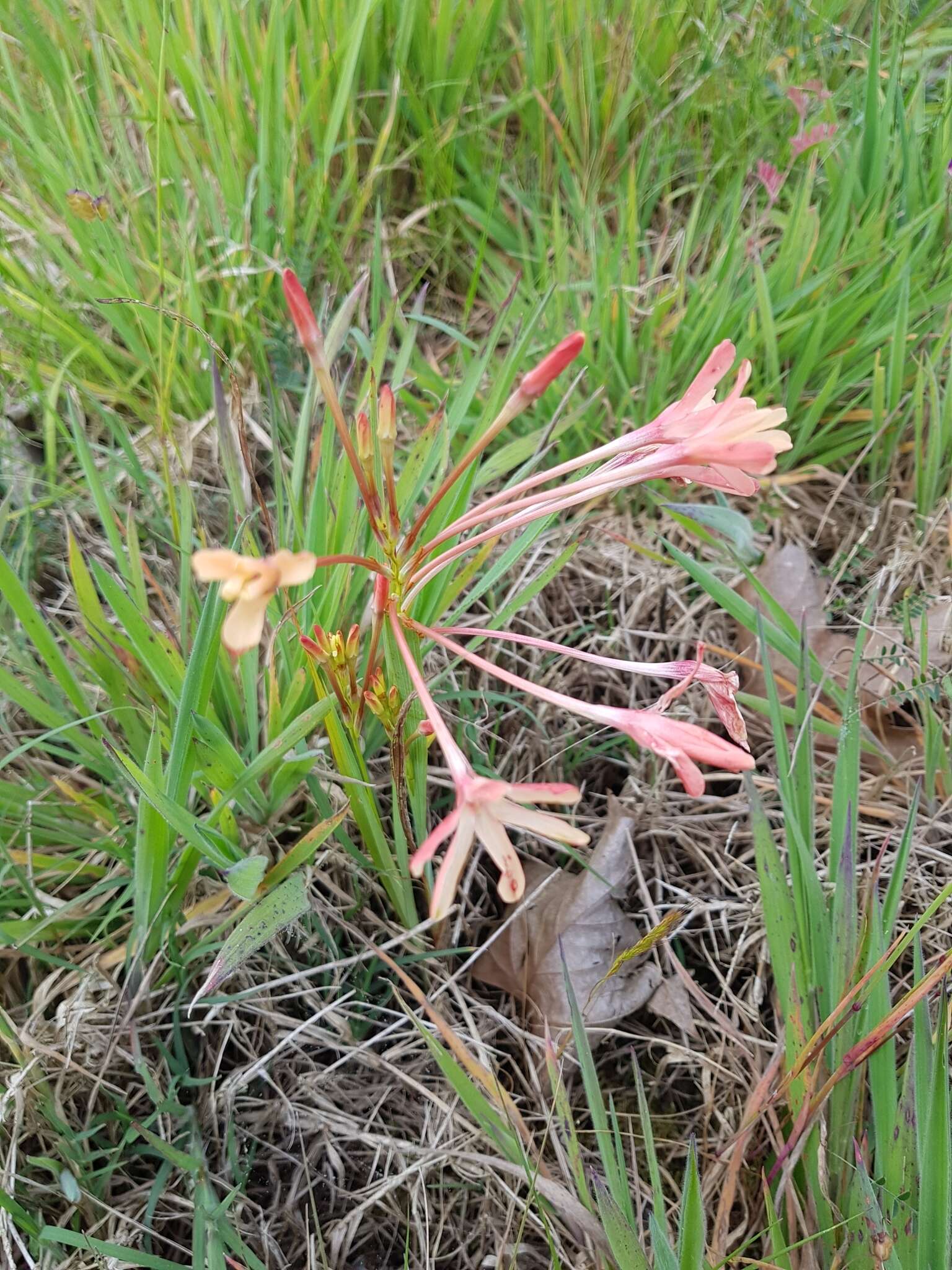 Image of Ixia paniculata D. Delaroche