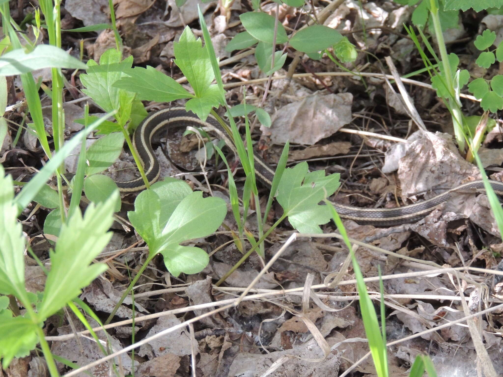 Image of Thamnophis sirtalis parietalis (Say ex James 1823)