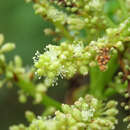 Image of Coccoloba latifolia Poir. ex Lam.