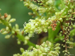 Image of Coccoloba latifolia Poir. ex Lam.