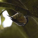 Image de Periparus ater britannicus (Sharpe & Dresser 1871)