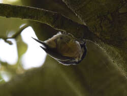 Image of Periparus ater britannicus (Sharpe & Dresser 1871)