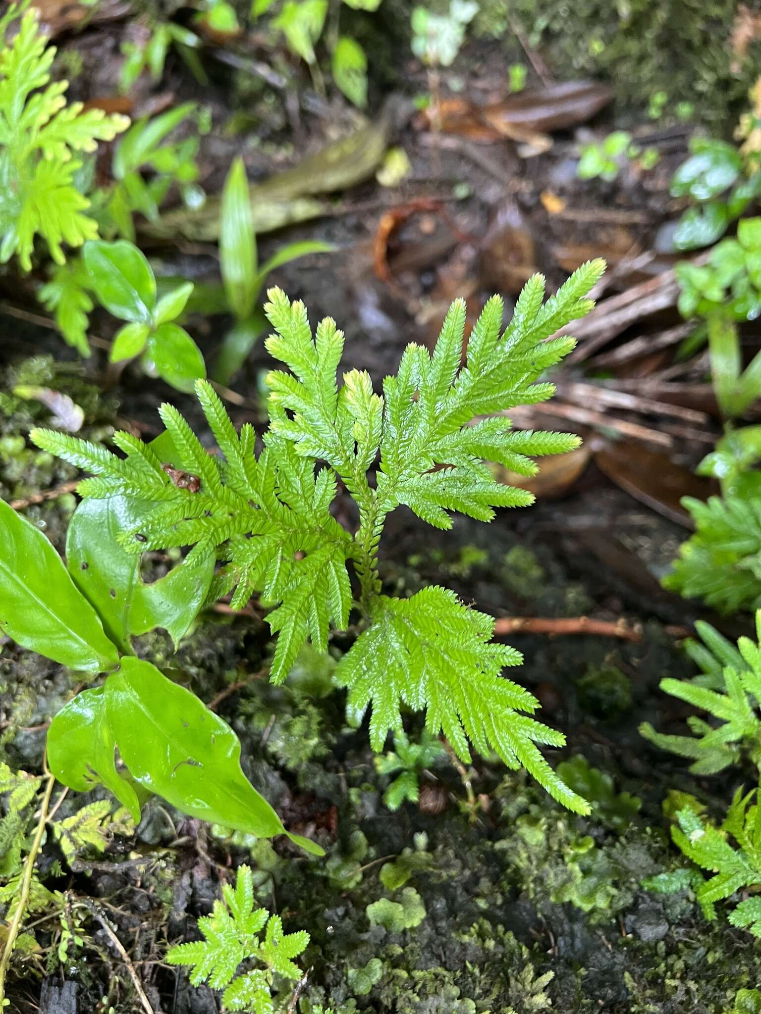 Image of Asian spikemoss