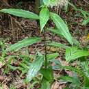 Image of Pollia macrophylla (R. Br.) Benth.