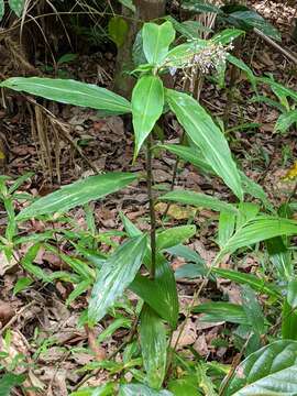 Pollia macrophylla (R. Br.) Benth.的圖片