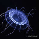 Image of Solmissus Haeckel 1879